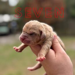 Seven - Yellow merle male Catahoula Leopard Dog puppy in Okeechobee, Florida from Lazy 44 Catahoulas