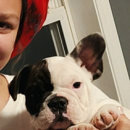 French Bulldog Puppies from Addylane Frenchies