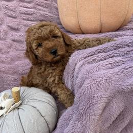 Goldendoodle and Poodle Puppies from Krispydoodle