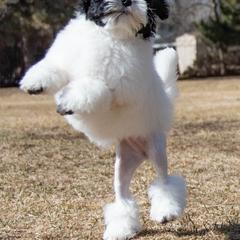 Lowchen Puppies from Dragonne Lowchen