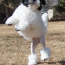 Lowchen Puppies from Dragonne Lowchen