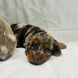 Wyatt - Dapple male Dachshund puppy in Altus, Oklahoma from Johnson Prairie Pups