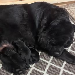 Male 1 - Black male Newfoundland puppy in Burfordville, Missouri from Umfleet Farms