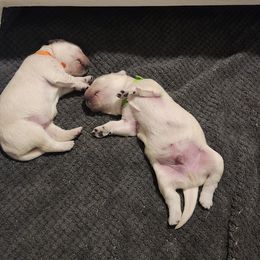 Golden Retriever Puppies from Dandelion Meadows Farm