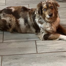 Indi - Australian Shepherd
