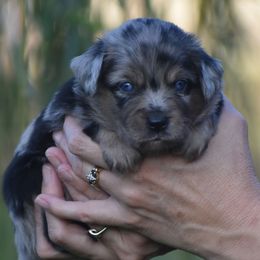 Oliver - Blue merle male Miniature American Shepherd puppy in Chocowinity, North Carolina from Foxtail Hollow