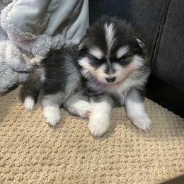 Pomsky puppies from S and S Pomskies