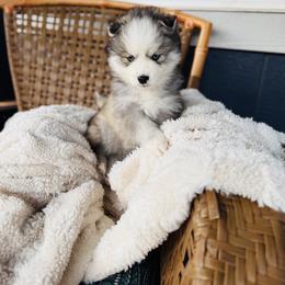 Sunner - Silver and white male Pomsky puppy in Yavapai County, Arizona from Pawsh Pomskies