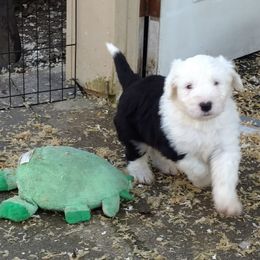 Old English Sheepdog Puppies from Sapphire Eyes Sheepdogs