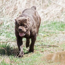 Zana - Cane Corso