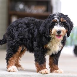 Silas - Tri-color male Bernedoodle puppy in Dundee, Ohio from Down Home Doodle