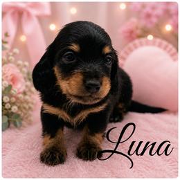 Luna- Russian Lines- AKC - 2500 - Black and tan female Dachshund puppy in Bartlesville, Oklahoma from OkieDokieDox
