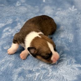 Merry - Sable and white female American Corgi puppy in Waskom, Texas from Piney Woods Corgis