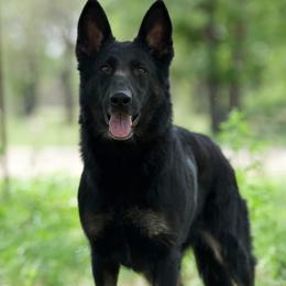 Ice - German Shepherd