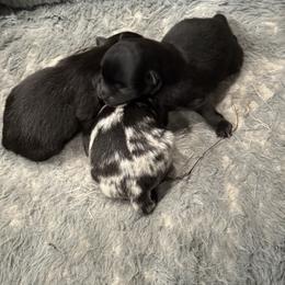 Morticia - Black female Pomeranian puppy in Jackson, New Jersey from Peapod Pomeranians