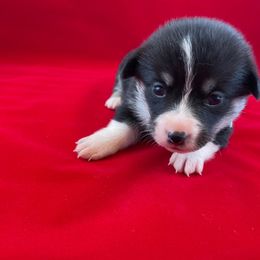 Pembroke Welsh Corgi Puppies from The Collective