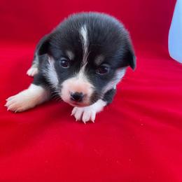 Pembroke Welsh Corgi Puppies from The Collective