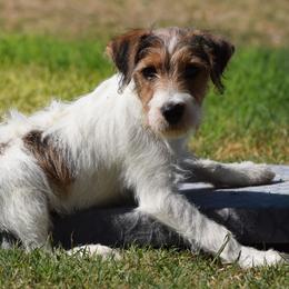 Rusty - Tan and white male Jack Russell Terrier puppy in Menifee, California from Wendover Terriers