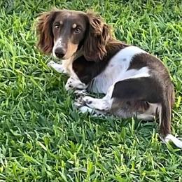 Hawkeye - Dachshund