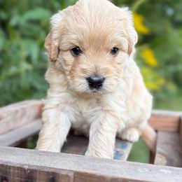 Emmitt - Apricot male Goldendoodle puppy in Zeeland, Michigan from Dandelion Lane Doodles