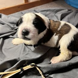 Saint Bernard Puppies from NEK Saints (Oh Boy Acres)