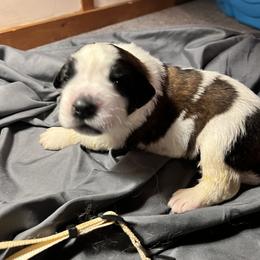 Saint Bernard Puppies from NEK Saints (Oh Boy Acres)
