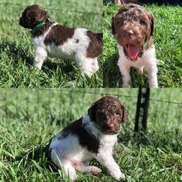 Poodle Puppies from The Parti Collection