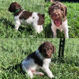 Poodle Puppies from The Parti Collection