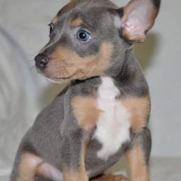 Rat Terriers from AdamsAcres Rat Terriers