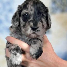 Aspen - Merle female Goldendoodle puppy in Kansas City, Missouri from Beary GoldenDoodles