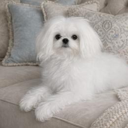 Luke - Maltese