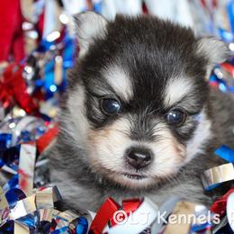 Rye - Black and white male Pomsky puppy in Centerville, Iowa from LJ Kennels Pomskies, LLC