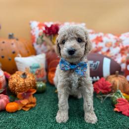 Davis - Apricot male Goldendoodle puppy in Willacoochee, Georgia from Kitandkboodle's Doodles