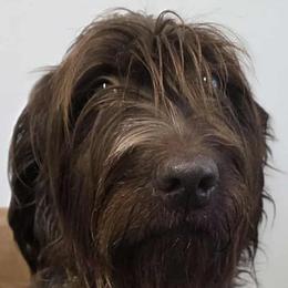 Oakley - Wirehaired Pointing Griffon