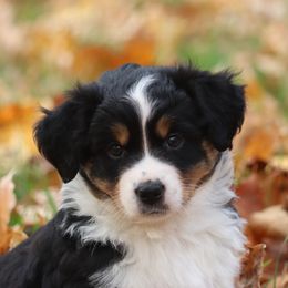 Black Tri Male - Black tri male Miniature American Shepherd puppy in Tiskilwa, Illinois from First Harmony Farms