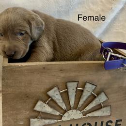 Silver purple collar - Silver female Dilute Retriever puppy in Teton County, Montana from East Front Labradors & Treasure State Schnauzers