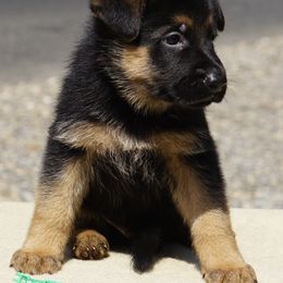 Apollo - Black and red male German Shepherd puppy in Muldrow, Oklahoma from Reizarf Kennels