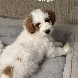 Asiago - Parti male Goldendoodle puppy in Danville, Virginia from Stella’s Stunning Goldendoodles of VA