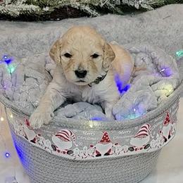 Bugatti - Apricot male Goldendoodle puppy in Sanderson, Florida from Serenity Goldendoodles