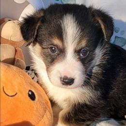Mickey Mouse bandana boy - Black and tan male Pembroke Welsh Corgi puppy in Cherokee, Oklahoma from MCS Farms-OK