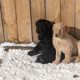 Labradoodle and Poodle Puppies from Caldron Falls Doodles and Poodles
