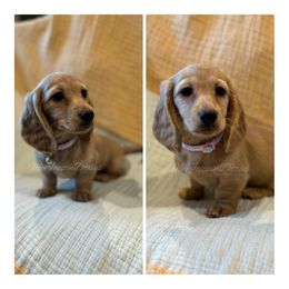 Dachshund Puppies from McJazzin Doxies