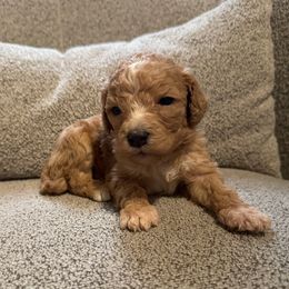 Aspen (Lime) - Apricot male Goldendoodle puppy in Belleville, New Jersey from New Jersey Doodles and Frenchies