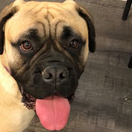 Bullmastiffs and Sussex Spaniels from Ol West Bullmastiffs and Sussex Spaniels