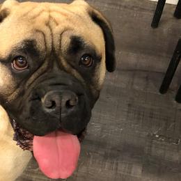 Bullmastiffs and Sussex Spaniels from Ol West Bullmastiffs and Sussex Spaniels