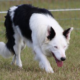 Elvis - Border Collie
