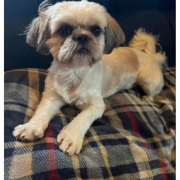 Noel - Shih Tzu