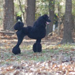 Holly - Poodle