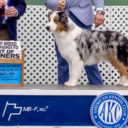 Australian Shepherds from Sacré-Cœur Australian shepherds