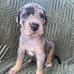 Amos ( Army green collar ) - Merle male Great Dane puppy in Spartanburg, South Carolina from Pawlmetto Danes